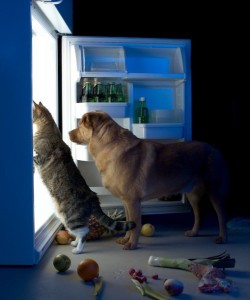 dog-cat-toxic-foods