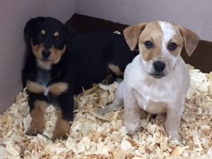 puppies for adoption